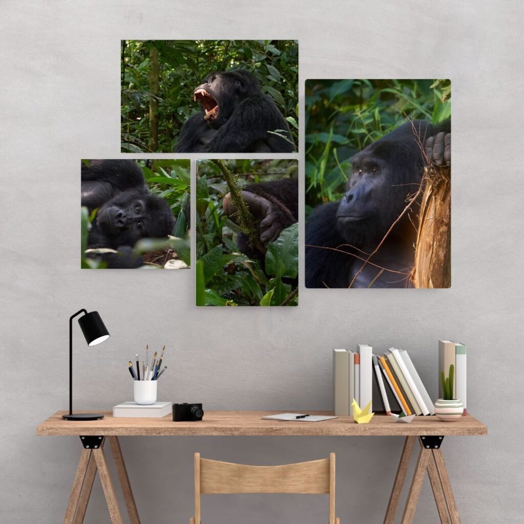Escritorio con fotos de orangutanes