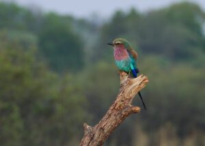 Pájaro colorido parado en rama