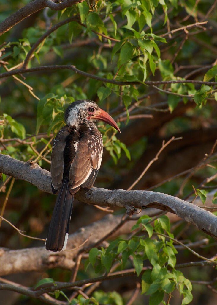 Pájaro de pico naranja y plumaje negro Zazú