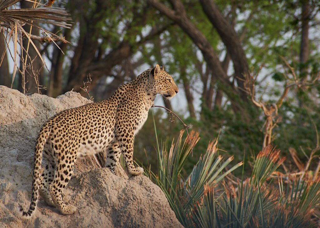 Leopardo parado en piedra