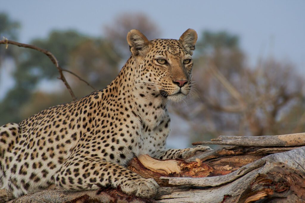 Leopardo sentado en rama de árbol