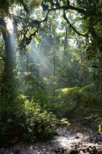 Bosque tropical en Uganda