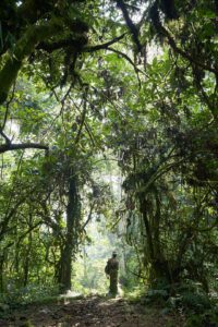 Bosque en Uganda con ranger al fondo