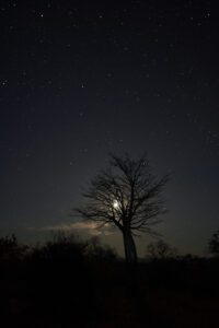 cielo estrellado con la luna atrás de un baobab