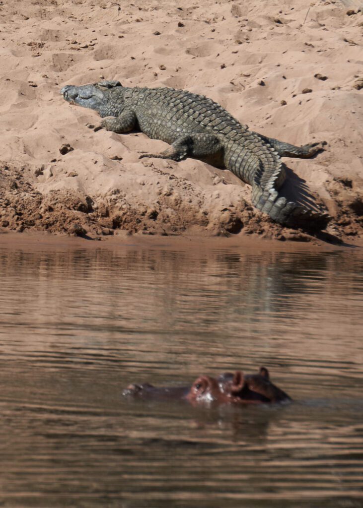 Hipopótamo y cocodrilo
