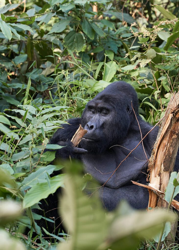 Gorila sentado y comiendo corteza