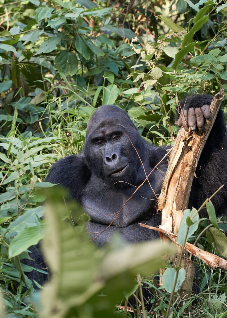 Gorila sentado y comiendo corteza