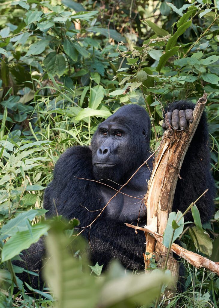 Gorila sentado y comiendo corteza