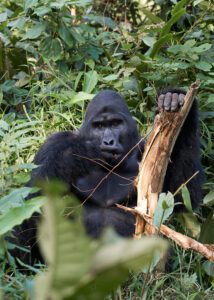 Gorila sentado y comiendo corteza