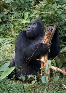 Gorila sentado y comiendo corteza