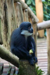 Mono comiendo aguacate