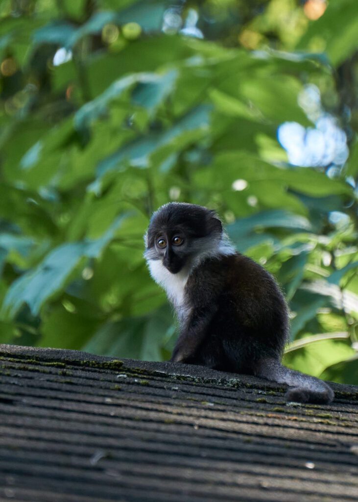 Mono sentado en techo