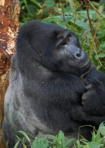 Gorila rascando su espalda