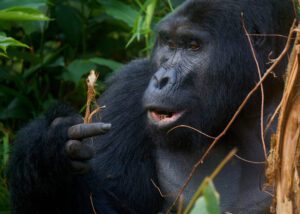 Gorila observando