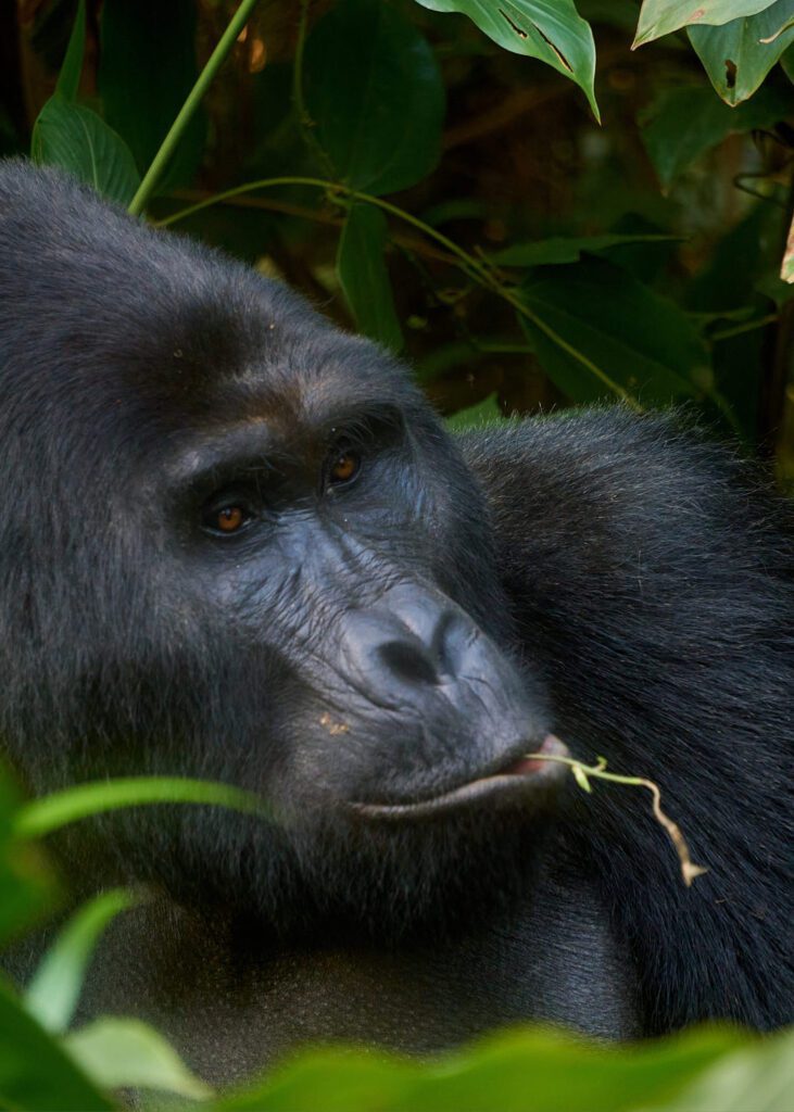 Gorila con rama en la boca