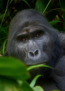 Retrato de gorila