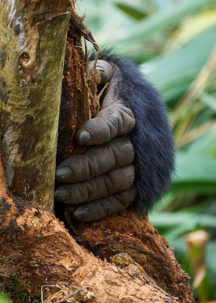 detalle a mano de Gorila