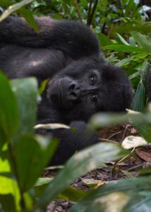 Gorila descansando