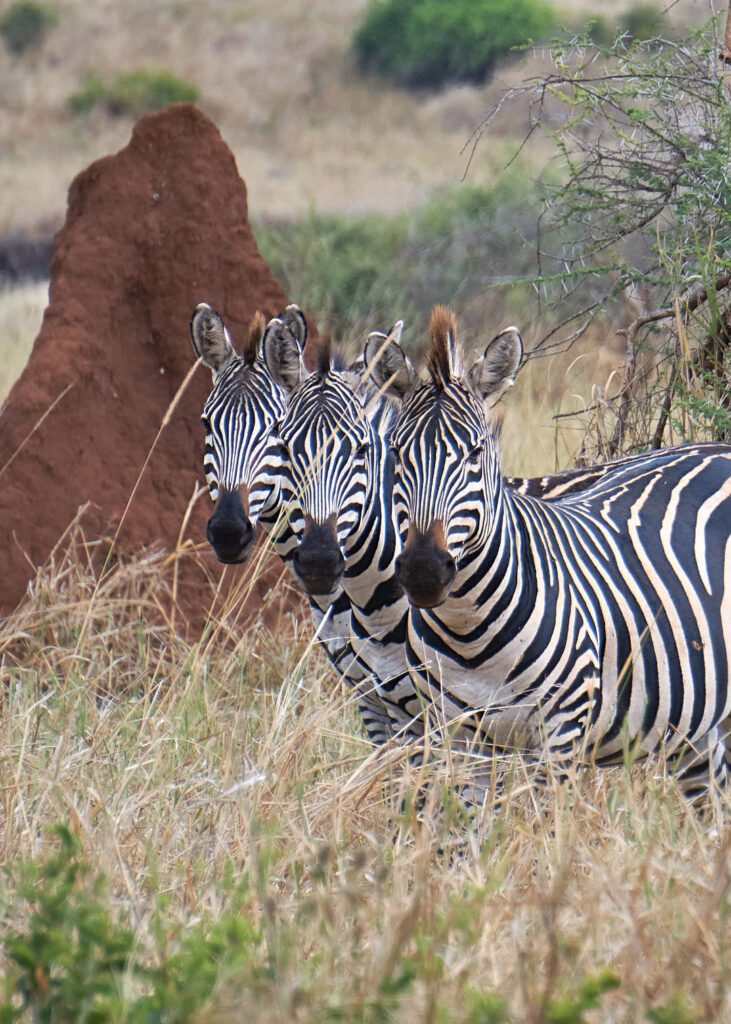 Tres zebras juntas viendo al frente