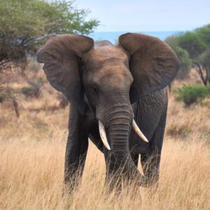 Elefante mostrando sus grandes orejas
