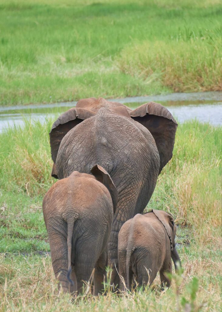 Tres elefantes caminando juntos de diferentes tamaños