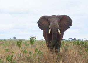 Elefante macho visto de frete