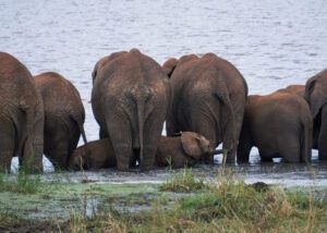 Varios Elefantes vistos por detrás con pequeño elefante bebé