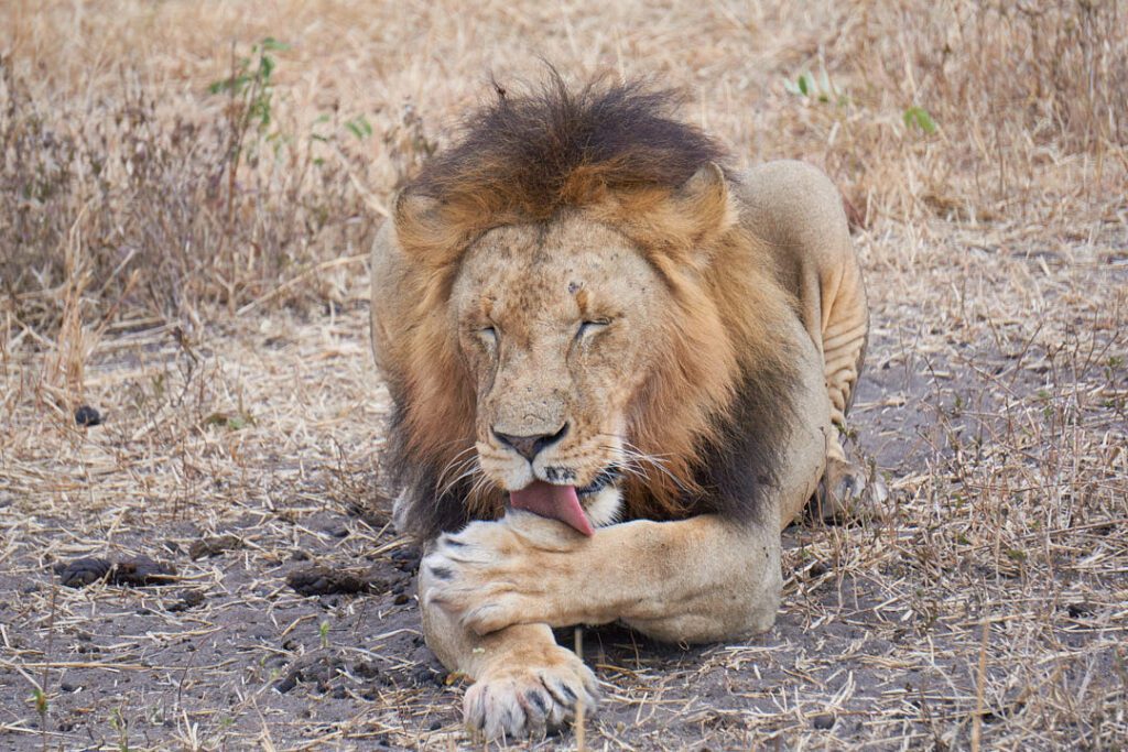 León descansando