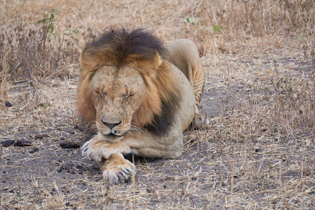 León descansando