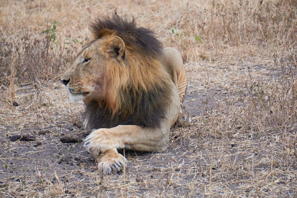 León descansando