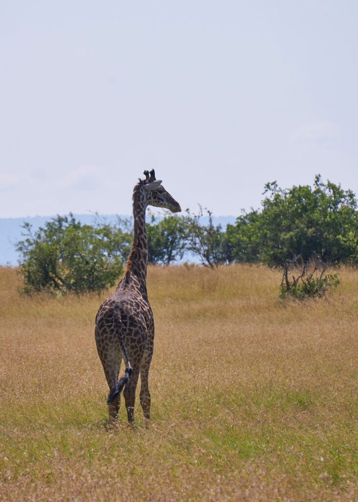 Jirafa de cuerpo completo volteando de lado