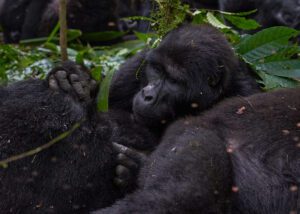 Gorila quitando piojos