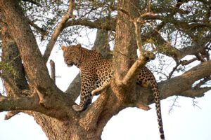 Leopardo en árbol