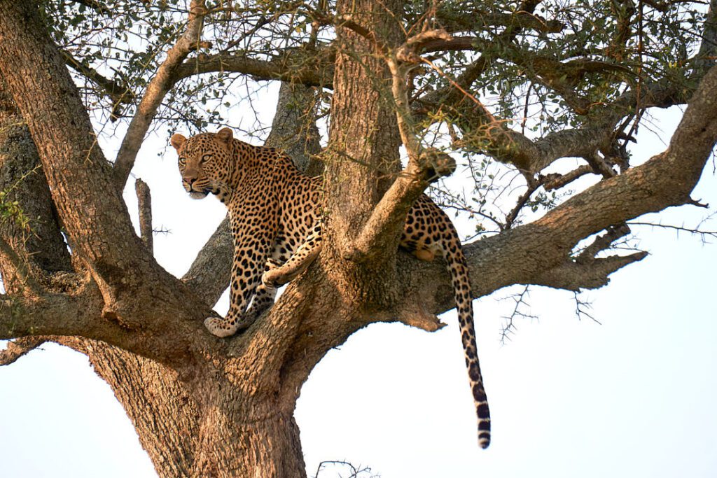 Leopardo en árbol