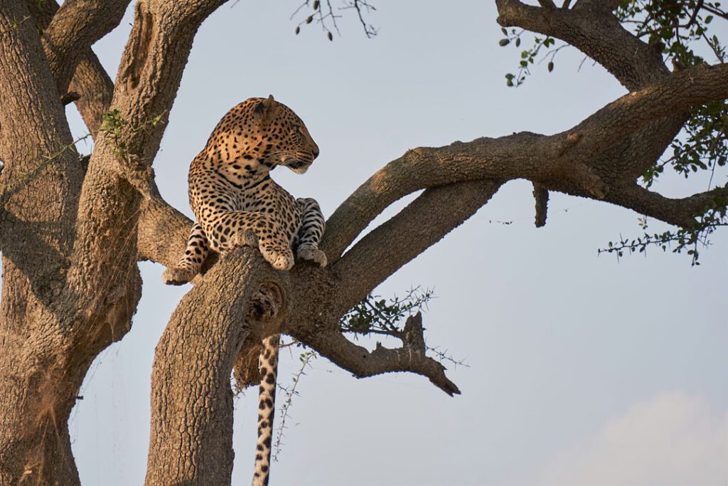 Leopardo en árbol