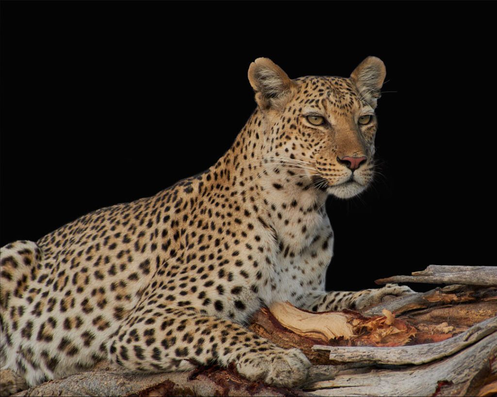 Leopardo sentado en rama de árbol