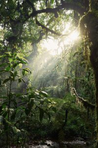 Bosque tropical en Uganda