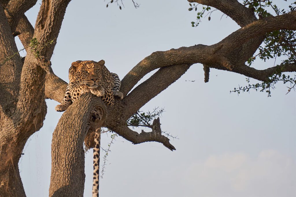 Leopardo en árbol