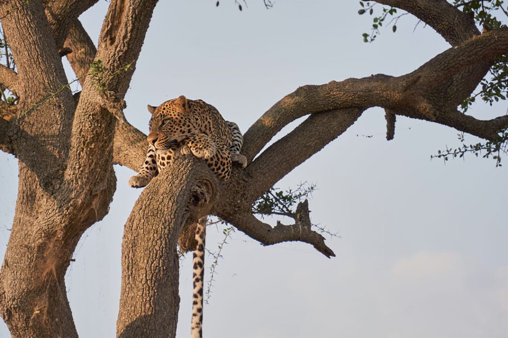 Leopardo en árbol