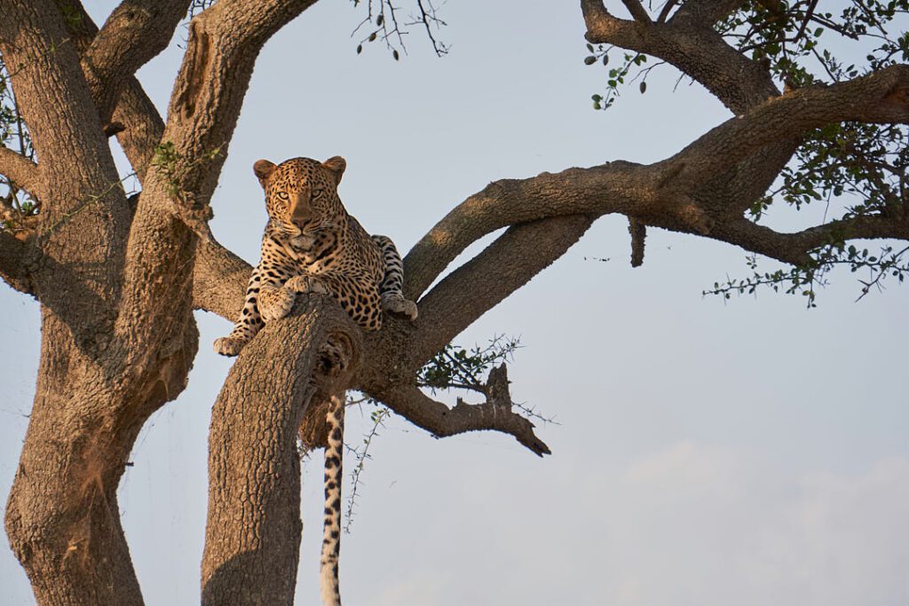 Leopardo en árbol
