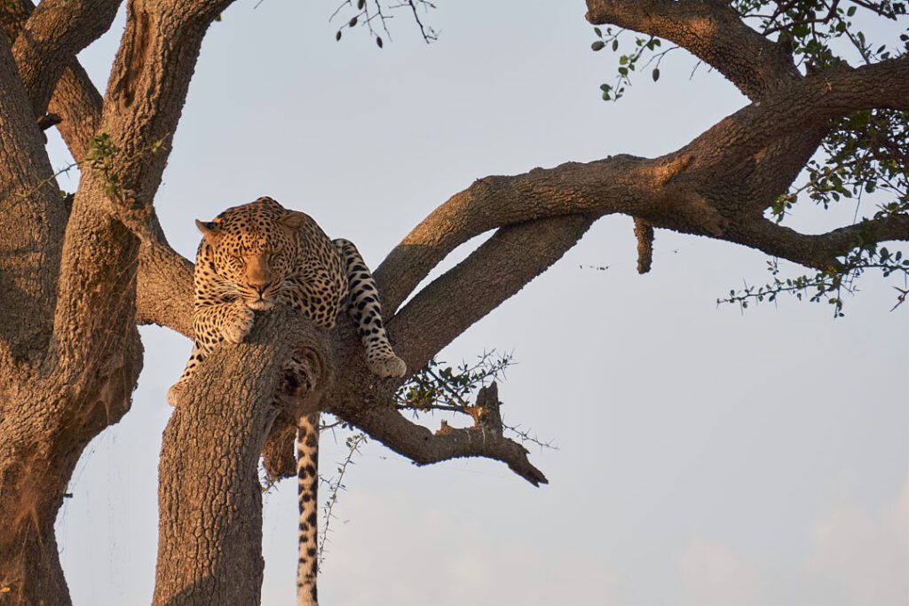Leopardo en árbol