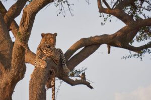 Leopardo en árbol