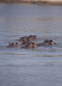 Hipopótamos sacando los ojos del rio
