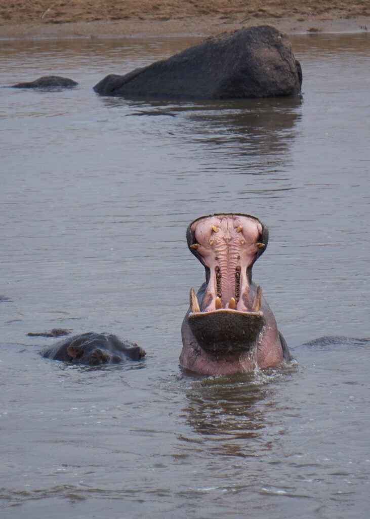 Hipopótamo con la boca abierta