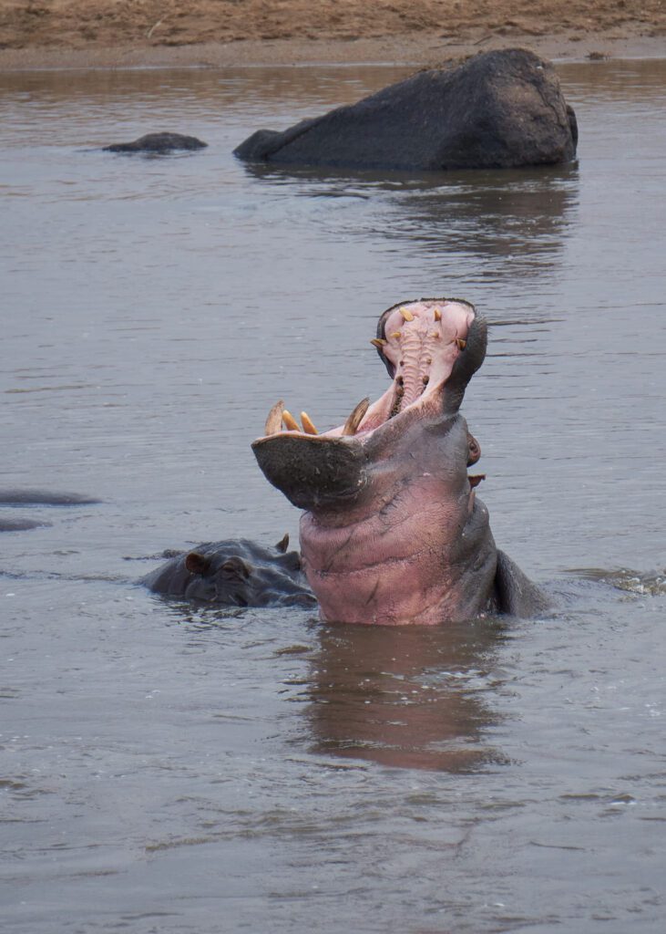 Hipopótamo con la boca abierta