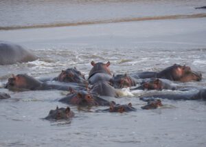 Hipopótamos sacando los ojos del rio
