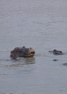 Hipopótamo sonriendo en rio