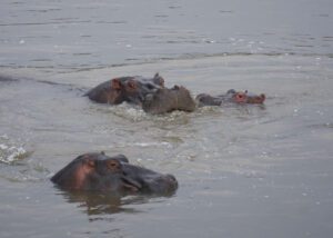 Hipopótamos nadando