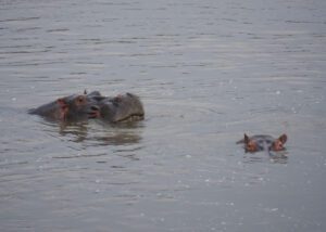 Hipopótamos nadando