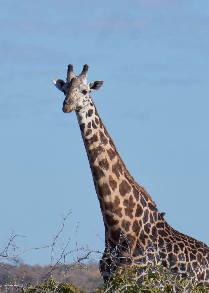 Cuello y cabeza de una jirafa africana